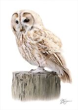 Bird TAWNY OWL colour pencil