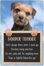 Border Terrier dog BORDER