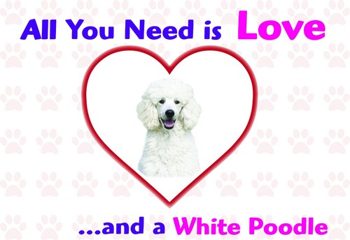 Funny love and white poodle - a,