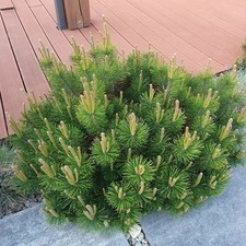 Pinus mugo  2 Litre Pot Dwarf Mountain Pine Evergreen Conifer