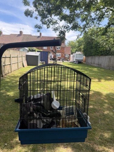 Bird travel cage - bird,