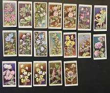 (A 121) WILL’S “ WILD