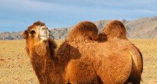 Steinbeck Camel Hair Blanket