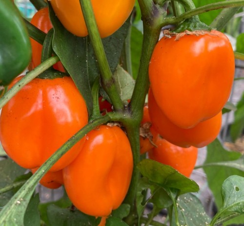 Sweet pepper hamik plug - hamik, x