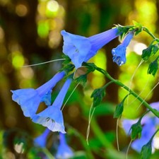 MERTENSIA virginica -Virginia