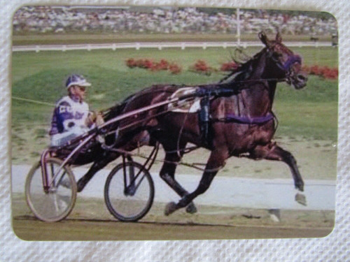 Horse swap card modern - horse, card~modern