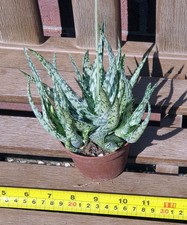 Aloe asterias. Young plant with rosettes. 8cm pot.
