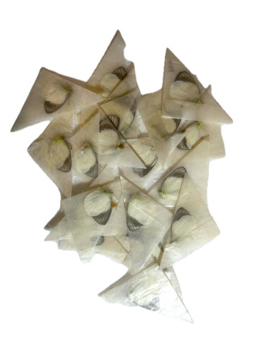 Real unmounted butterflies - ,