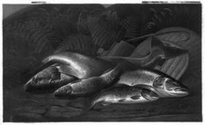 Photo:Salmon,trout beside fishing gaff,creel,H.L. Rolfe