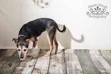 Click Backdrop Vinyl Photography Wood Shack painted wood effect 5ft X 5ft