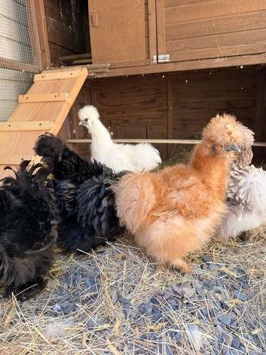 Hatching silkie eggs dozen - hatching,