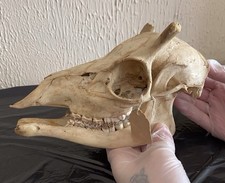 CLEARANCE SALE - REAL Sika