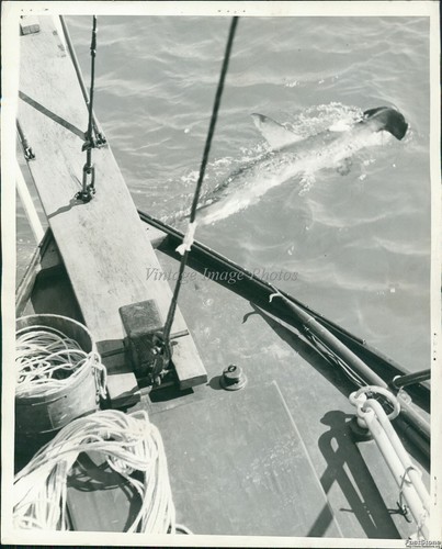 1938 foot shark under - 12,