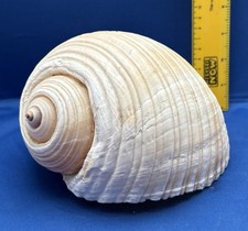 A Tonna galea, commonly known