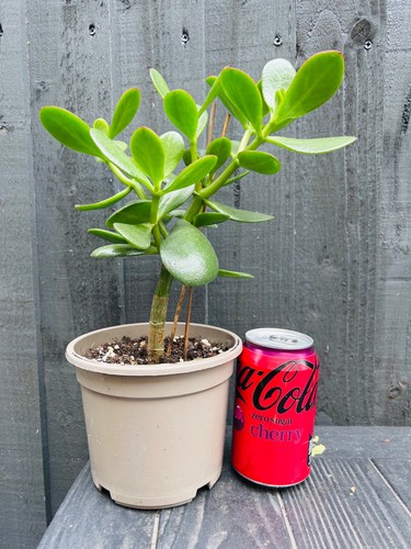 Mature jade plant - mature,