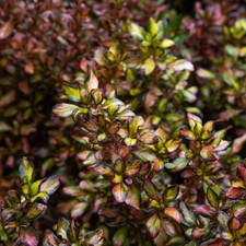 Coprosma glowing embers - x,