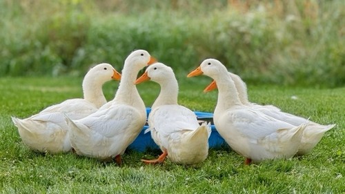Large pekin hatching eggs - large,