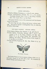 Antique Old Print Butterflies