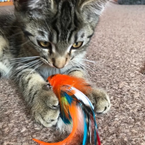 Percy parrot bird cat - parrot,