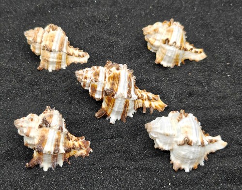 Hermit crab shells - shells, homes