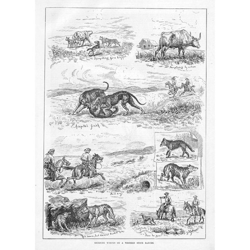 Coursing wolves western - coursing,