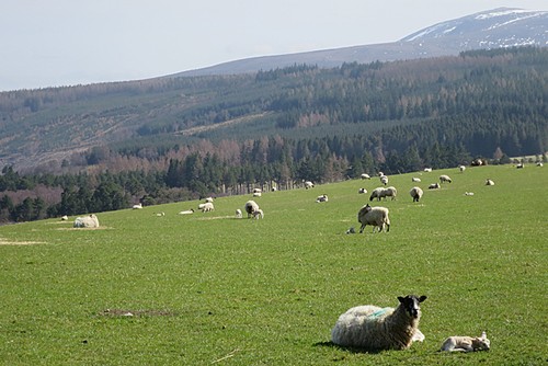 Photo 6x4 sheep - at, knockando