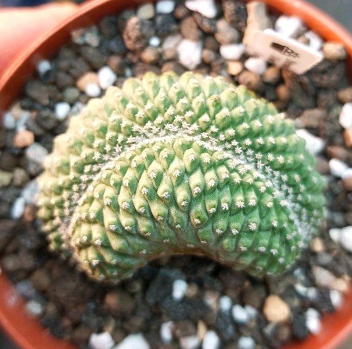 Strombocactus disciformis - strombocactus,