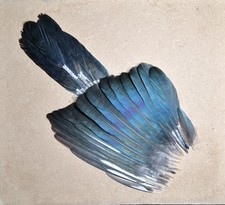 Set of 30 glossy fledgling