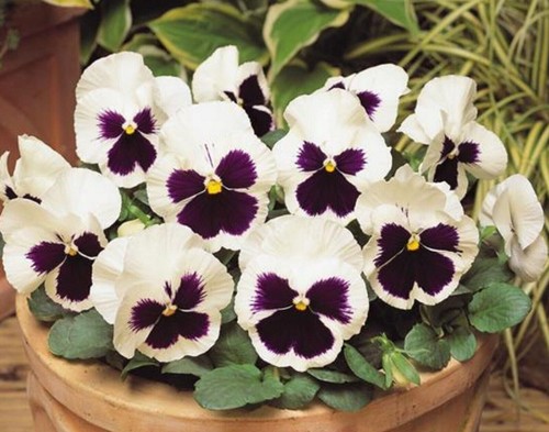Winter flowering pansy - 40,