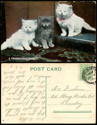 Cats kittens promising - 3,