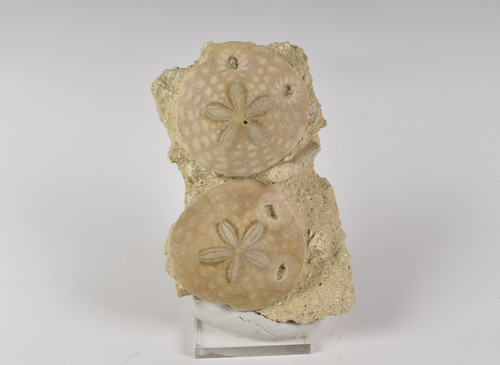 Fossil sand dollar matrix - sand,
