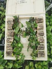 72 X Different Unusual MINT/Mentha Plug Plants, a complete collection of Mints