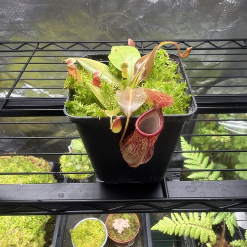 Nepenthes gaya pitcher plant - pitcher,