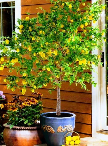 Dwarf meyer lemon - meyer,