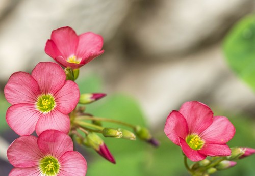 Bulbs oxalis iron cross - bulbs,