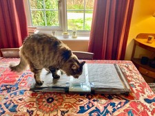 Marsden VS-100 Veterinary Animal Weighing Scale COLLECTION ONLY  Sudbury Suffolk