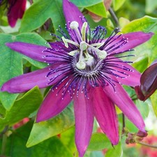 Passiflora Beervelde Passion
