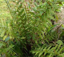 Shade Loving Fern plant (Dryopteris filix-mas) [30% off multiples] UK Native