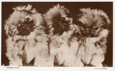 PEKINGESE PUPPIES