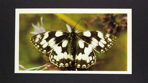 Grandee cigar card - 1, x
