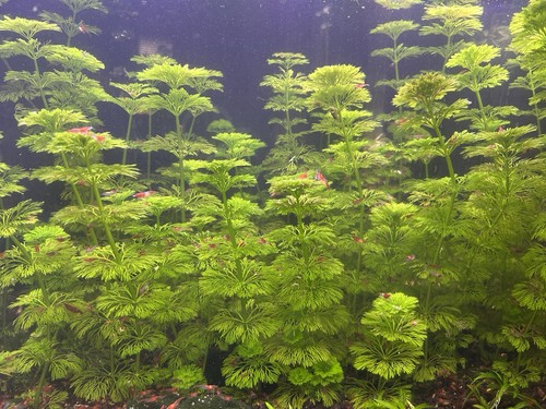 Limnophila sessiliflora - x,
