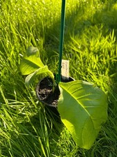 Goose Creek Red Tobacco Plant