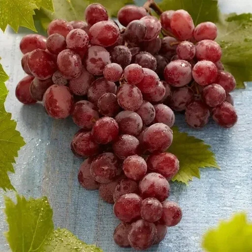 Suffolk red seedless grape - suffolk,
