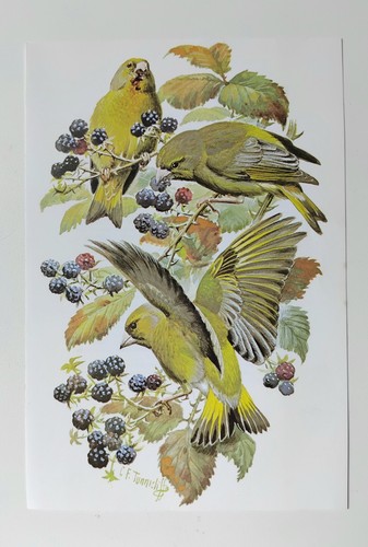 Tunnicliffe greenfinch - f,