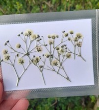 Pressed Flowers , Dried