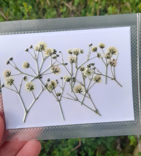 Pressed flowers dried - pressed,