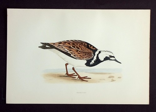 Turnstone ornithology - turnstone,,