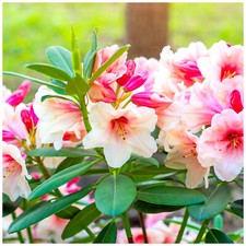 Rhododendron Virginia