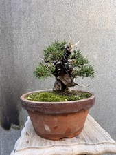 Imported Japanese Itoigawa