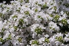 Thyme Snowdrift aromatic evergreen herb plant summer loved by bees ground cover 